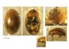 Rhyzobius litura